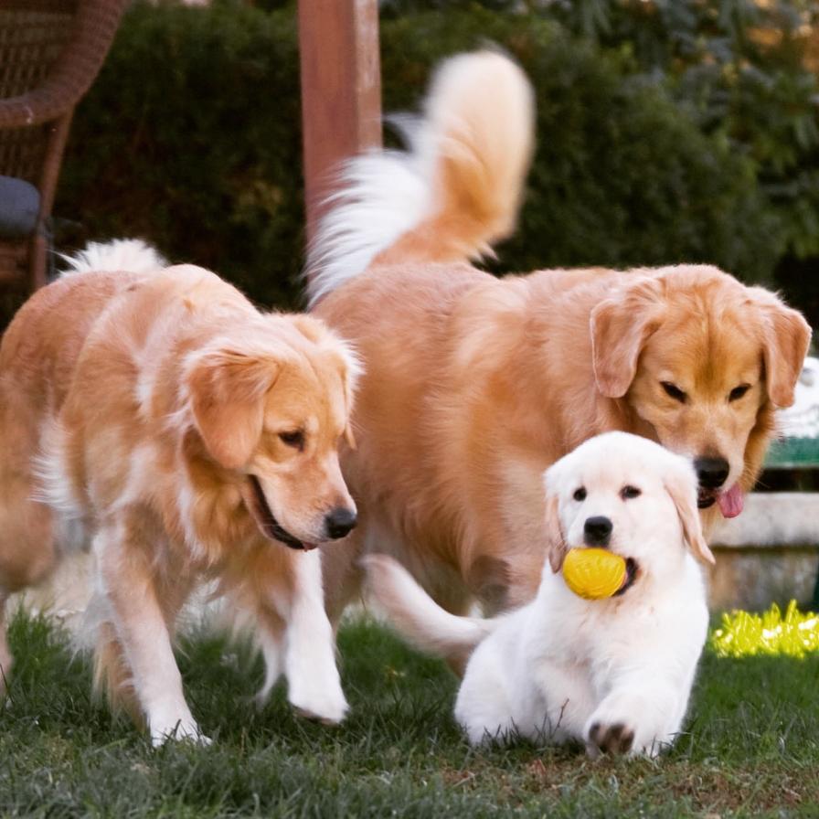 Golden Retriever Puppies - GoldensofGoldendale